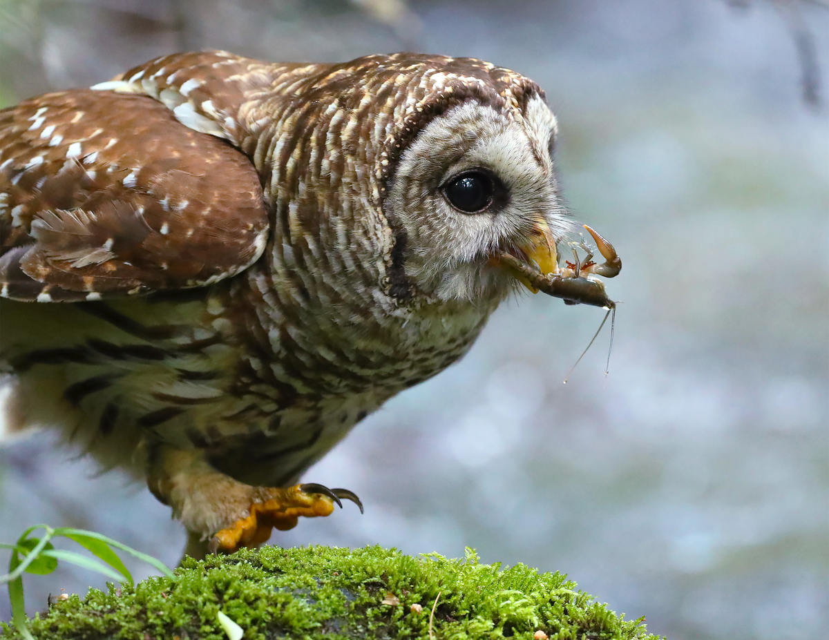 an owl with a crayfish in its beak